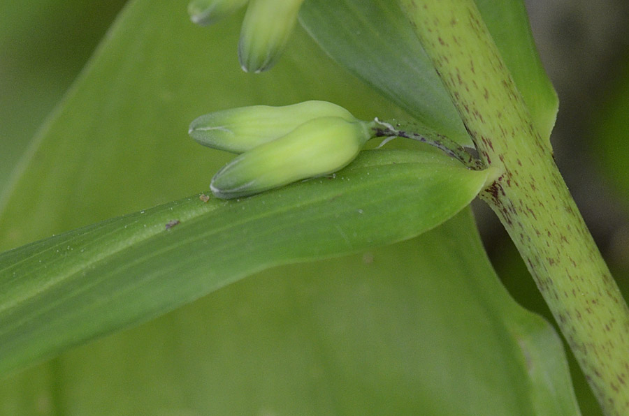 Polygonatum verticillatum (L.) All.